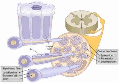 Influence of Mechanical Stimuli on Schwann Cell Biology